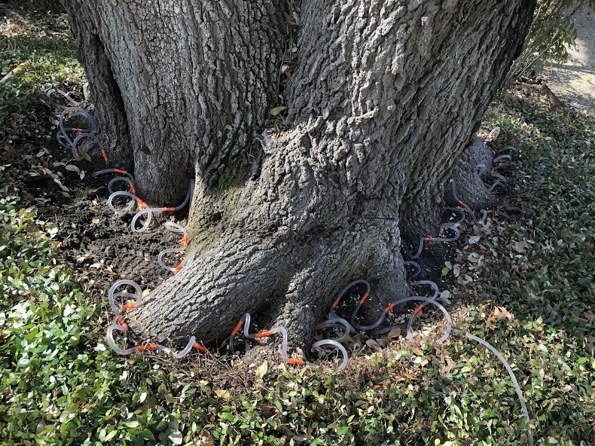 Detailed Tree Cabling and Bracing job site in West Topsham