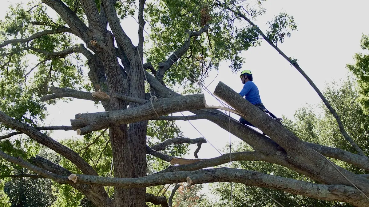 Professional Crown Thinning performed by certified arborists in West Topsham