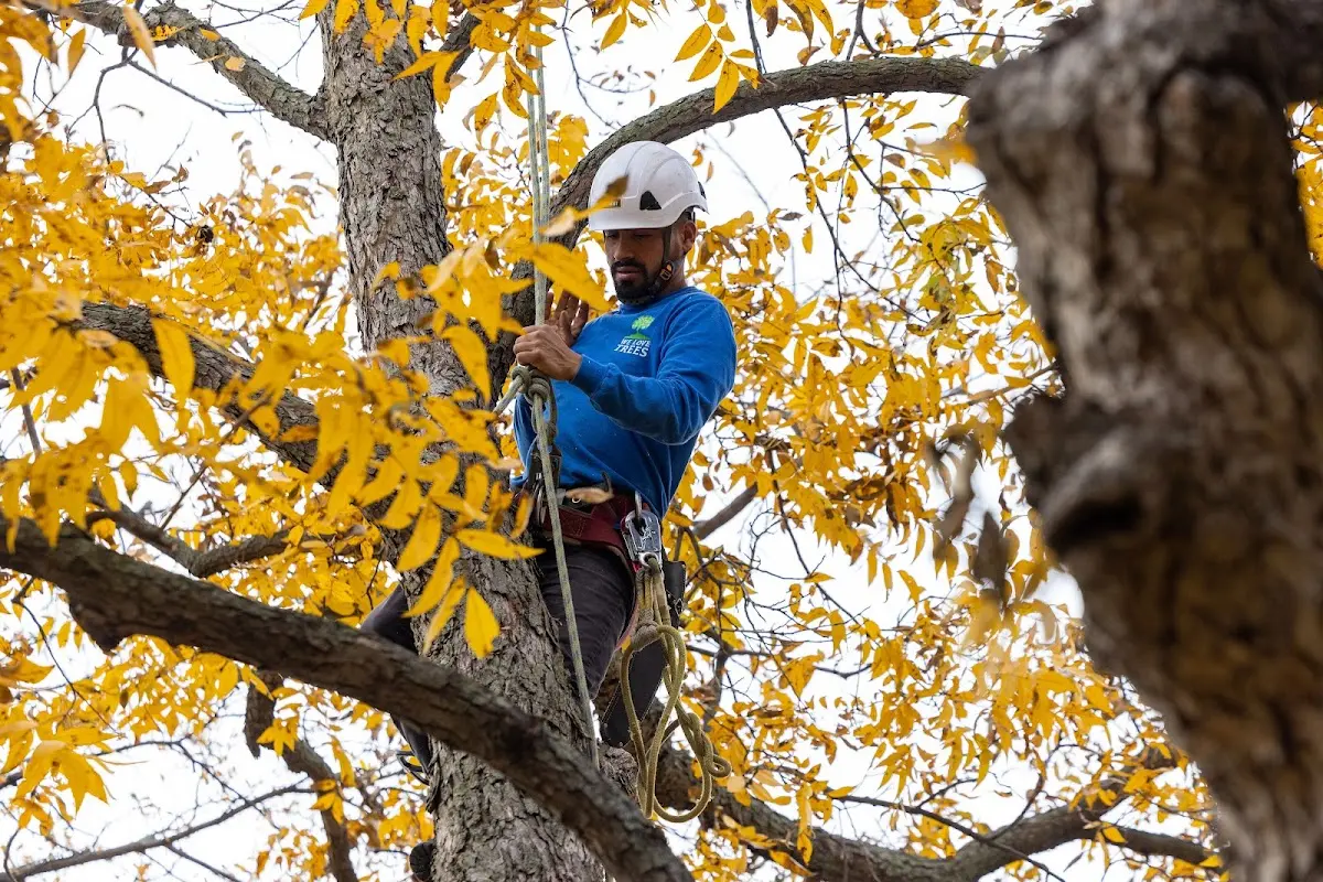 Skilled Tree Pruning crew working in West Topsham